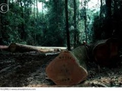 Illegal logging in Cote d'Ivoire