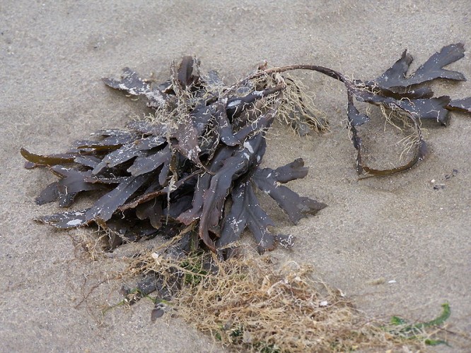 futurechallenges-the-effects-of-dead-seaweed-on-sierra-leone-s-beaches