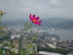 Flower with Vladivostok panoram in the background. Photo by Jason Rogers