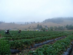 Beyond Strawberry Picking (Photo: el captain)