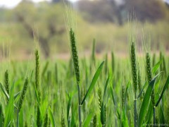 Pakistani farmland under threat from Middle Eastern countries