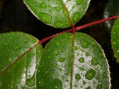 raindrop on green foliage