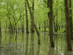 2009 Flood in Slovakia, Zemplín region. Photo by Peter Fenda