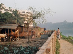 A farm sprouts in Dhaka, the capital of Bangladesh. Photo by everymosquito, Flickr/Wikimedia CC BY 2.0.